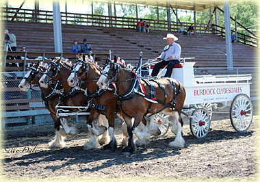 Four abreast entry of Hatfield Clydesdales