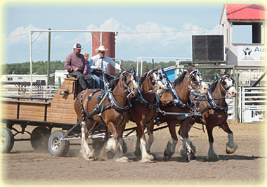 Four abreast entry of Hatfield Clydesdales
