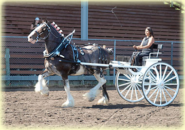 Mare cart entry of Banga’s Clydesdales